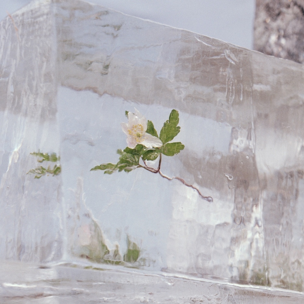Efterklang - Windflowers LP Efterklang - Windflowers LP