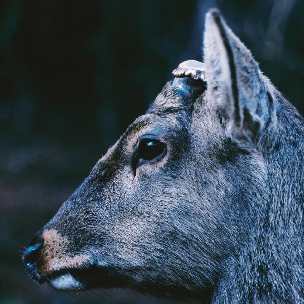 Toe - The Book About My Idle Plot On A Vague Anxiety LP (Coloured Vinyl)